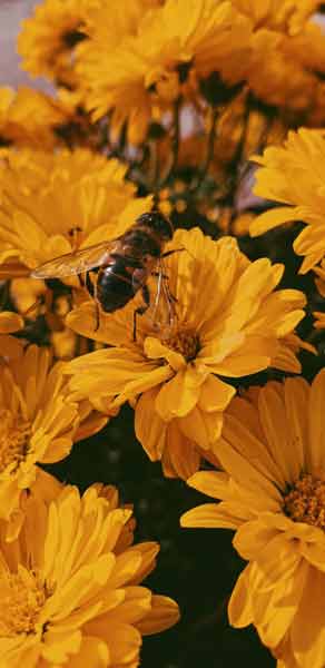 yellow flowers with bee