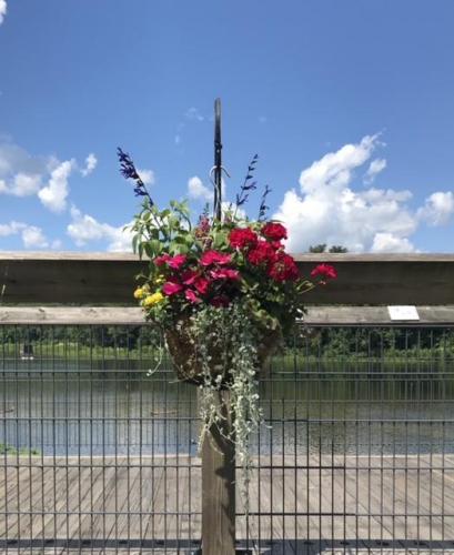 Red flowers in hanging basket on bridge rail.